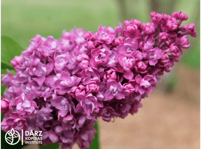 Syringa vulgaris   'Gaiziņkalns'
